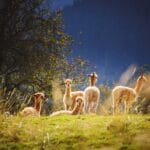 Leszno z dzieckiem – atrakcje dla najmłodszych