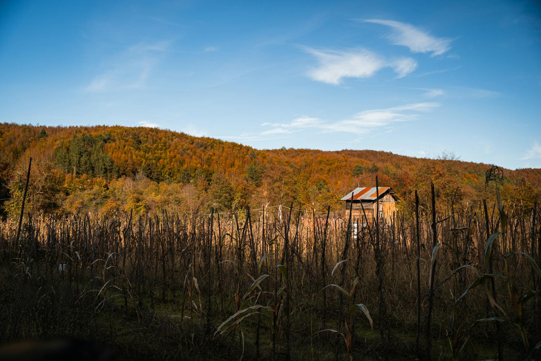 Jesienny krajobraz z pagórkami i drewnianą chatą pod błękitnym niebem