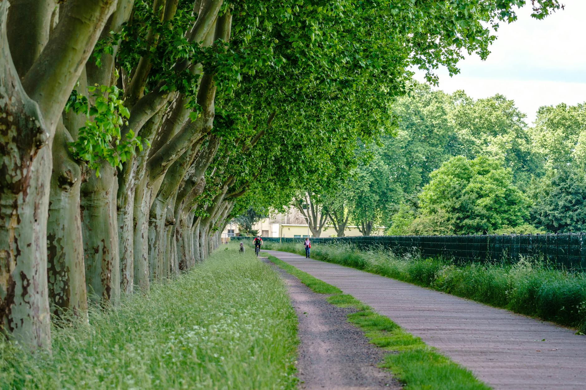 Rowerzysta na zielonej, obsadzonej drzewami ścieżce w okolicach Śremu